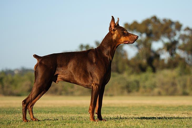 Dobermann