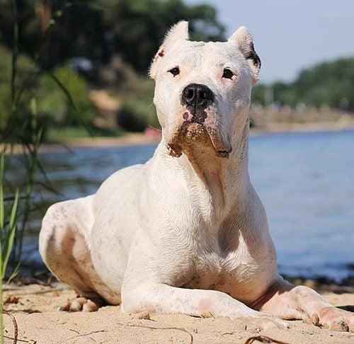 Dogo Argentino