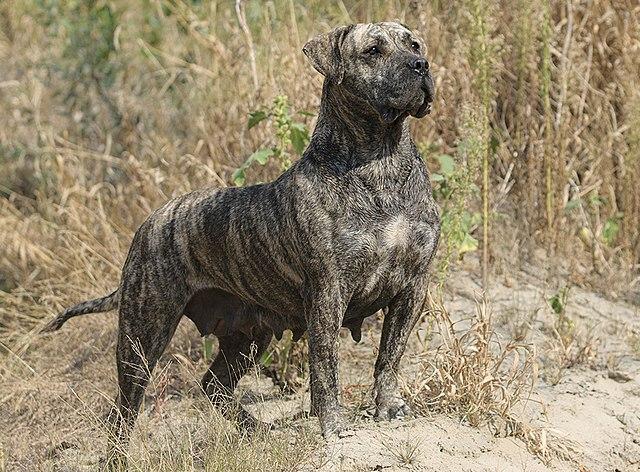 Dogo canario