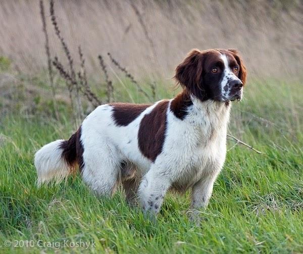 DrentSche Partridge Dog