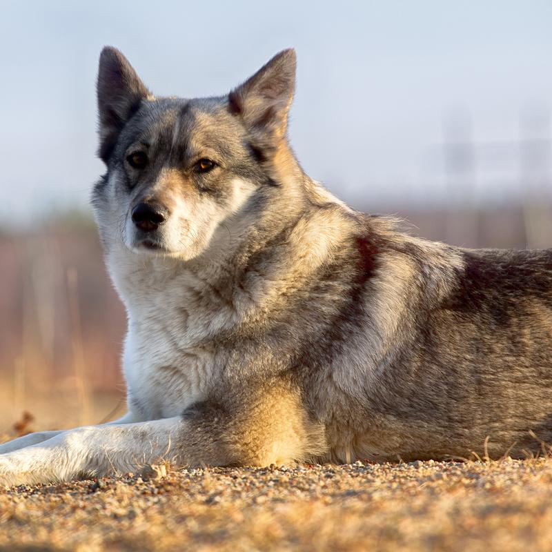 East Sibérien Laika