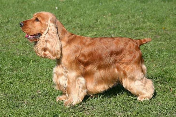 Spaniel de Cocker Anglais