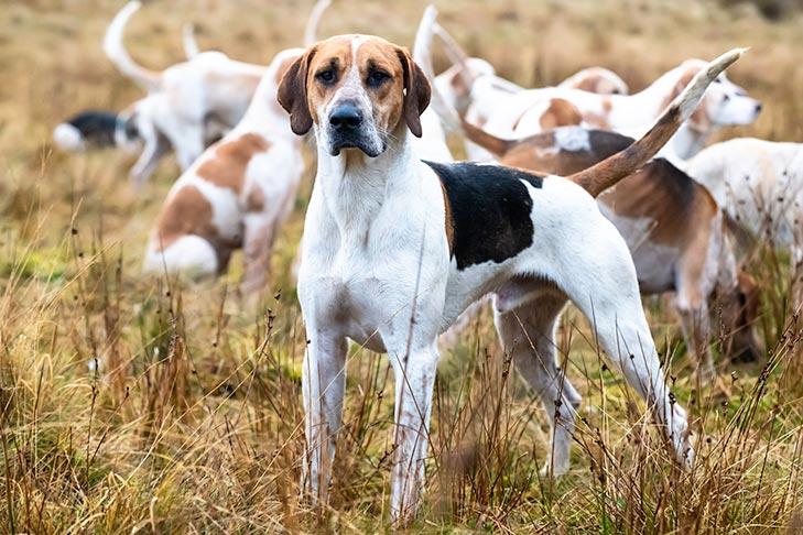 Foxhound anglais