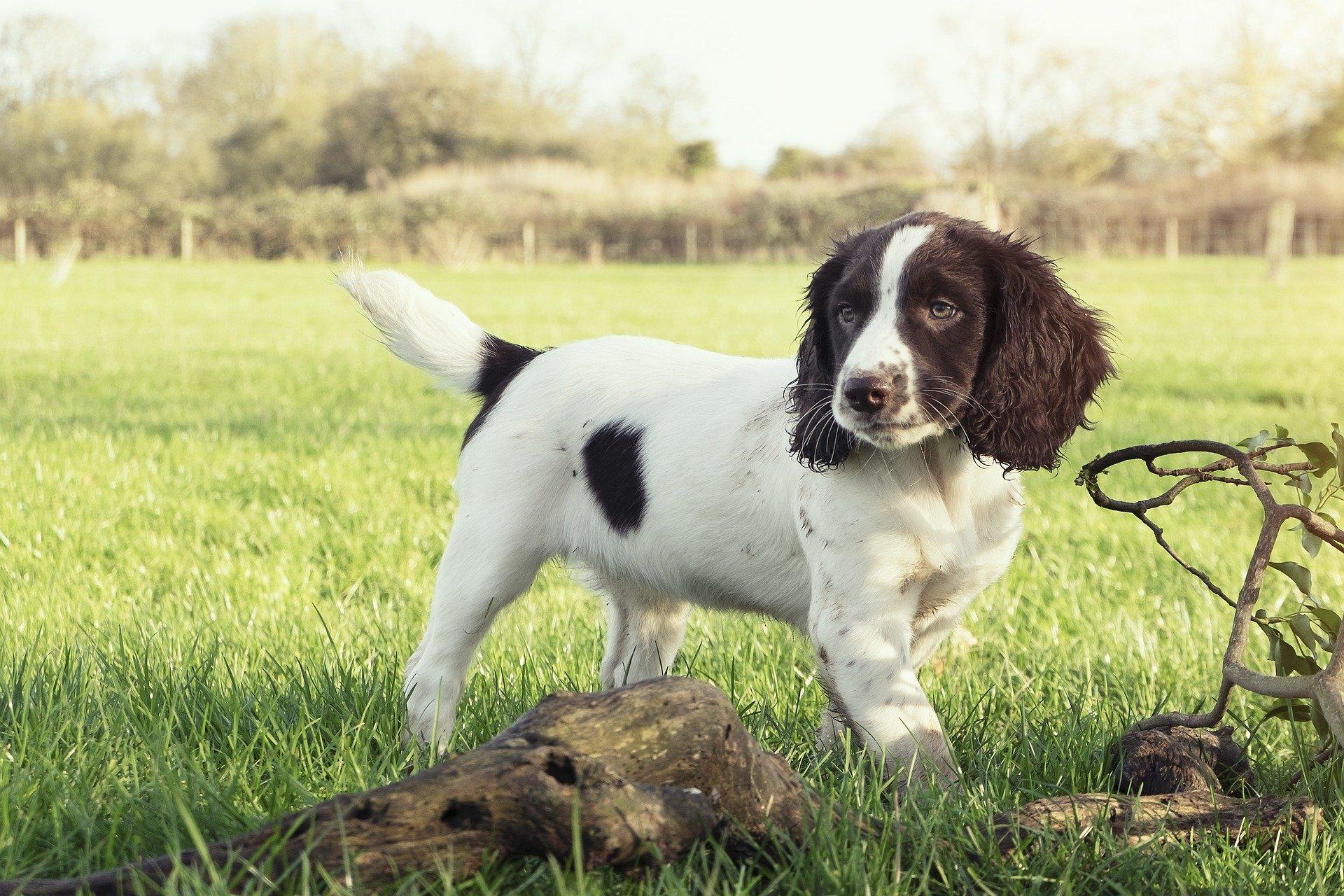 English Springer Spaniel