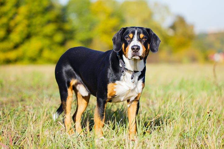 Chien de montagne Entlebucher
