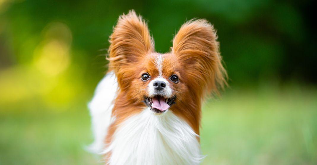 Spaniel des Jouets continentauxaux