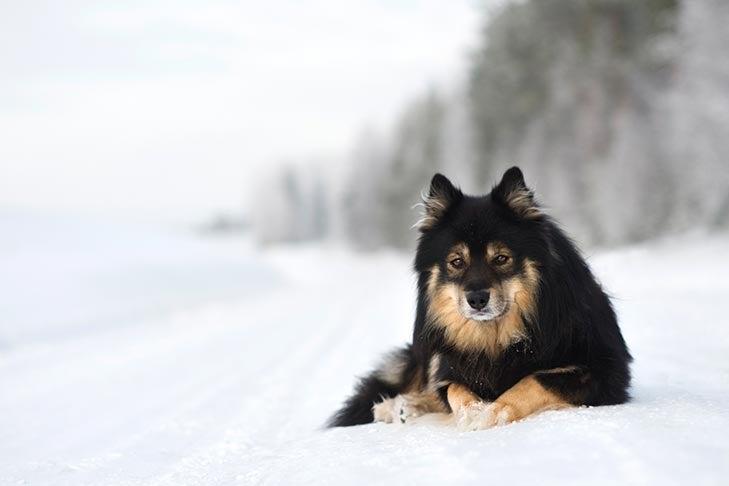 Lapphund finlandais