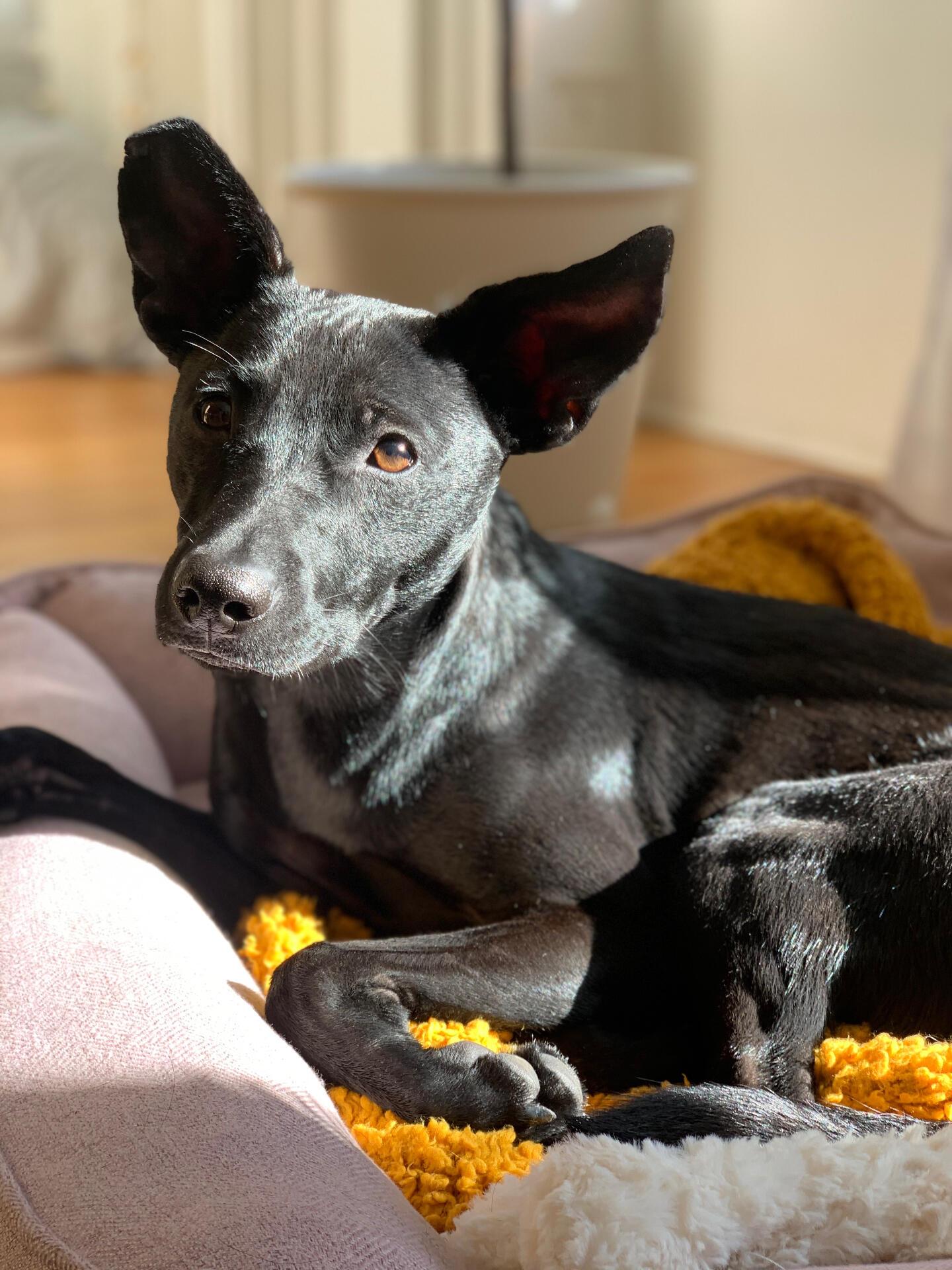 Chien de montagne formel