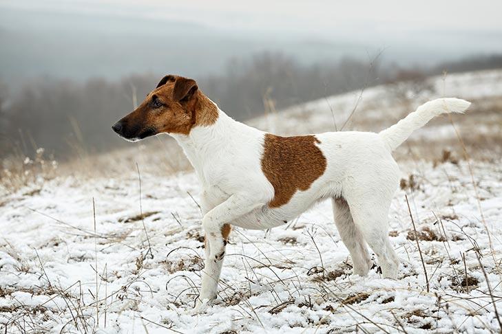 Fox Terrier (lisse)