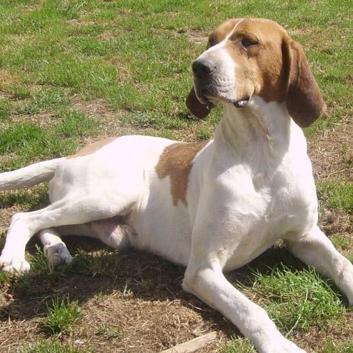 Français Blanc et orange