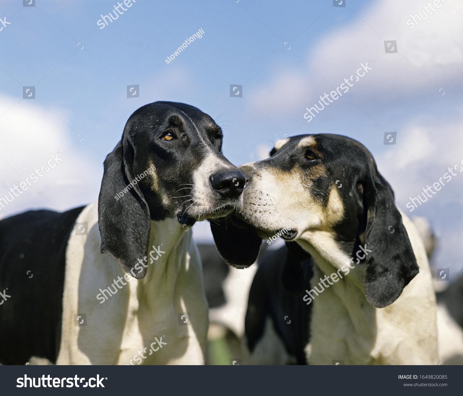 Francais Blanc et noir