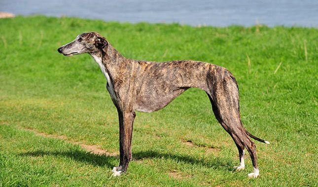 Galgo Espagnol