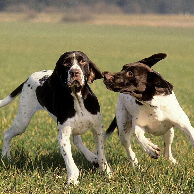 Gammel Dansk Hønsehund