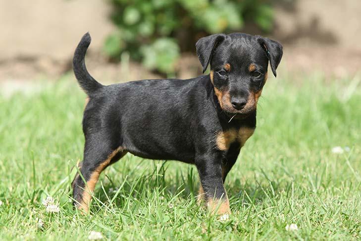 Deutscher Jagdterrier