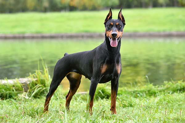 Deutscher Pinscher