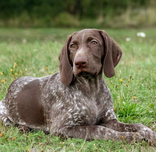 Pointeur aux courts de pointe allemands