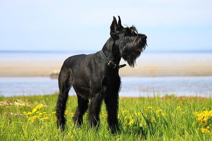 Schnauzer géant