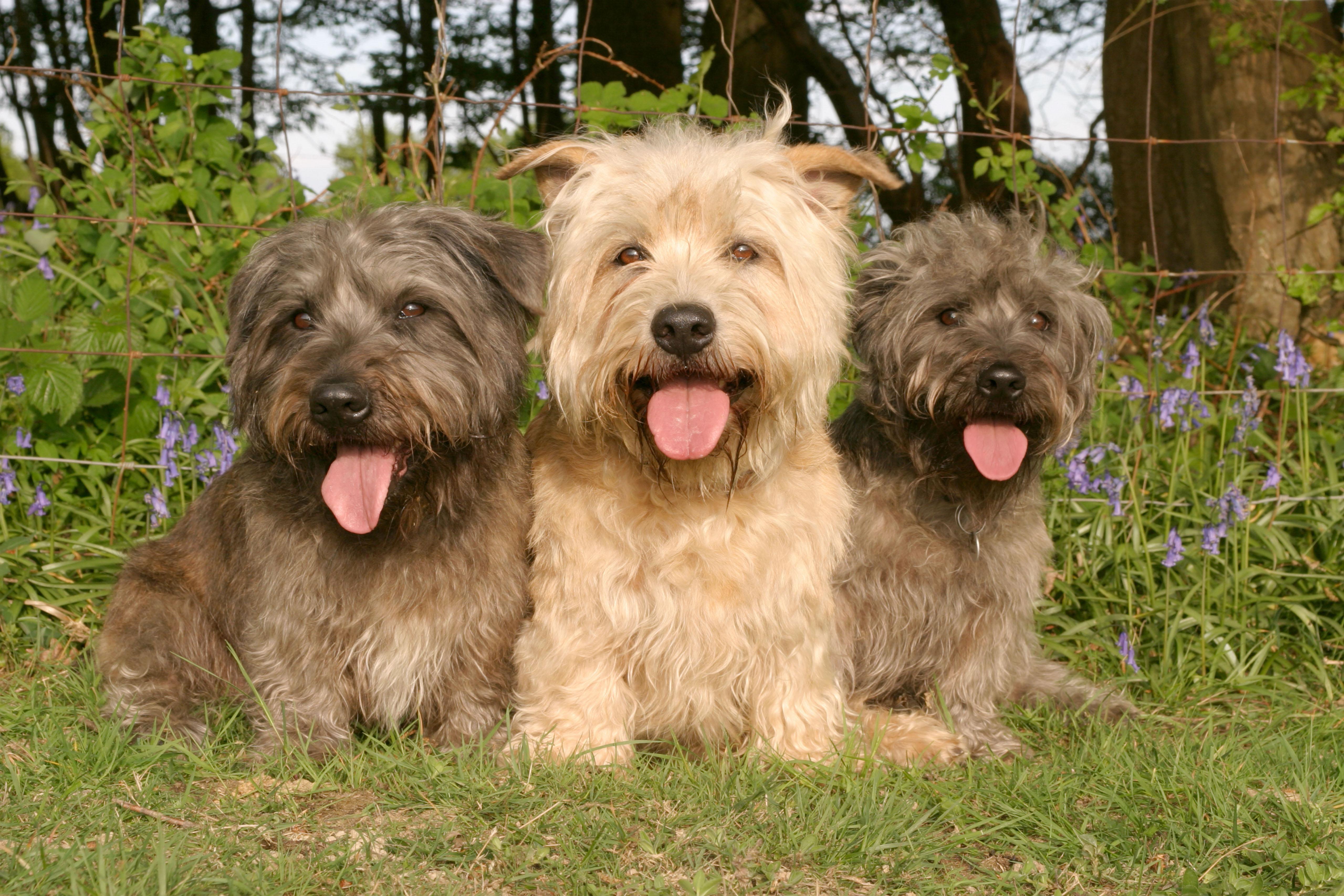 Glen d'imaal terrier