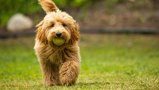 Goldendoodle