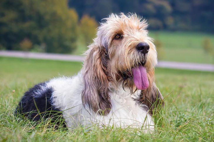 Grand Basset Griffon Vendeen