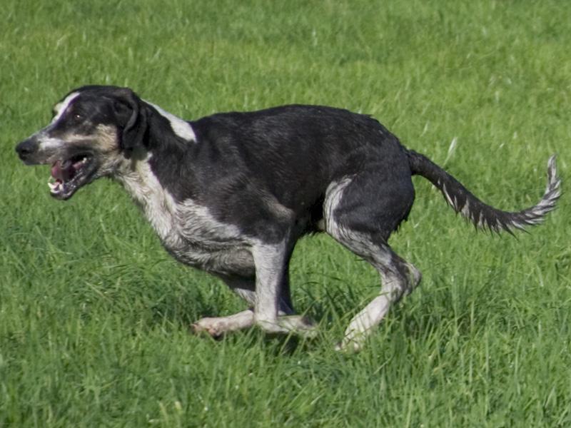 Grand chien de poule blanc et noir anglo-français
