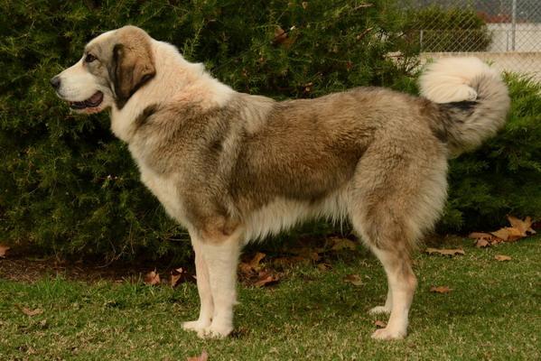 Chien de Berger Grec