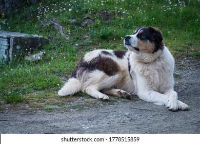 Chien de berger grec