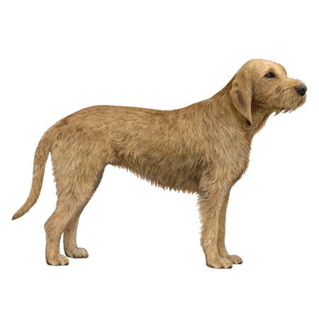 Griffon Fauve de Bretagne