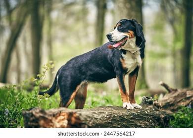 Grand Chien de Montagne Suisse