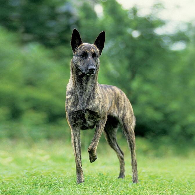 Chien de Berger Néerlandais