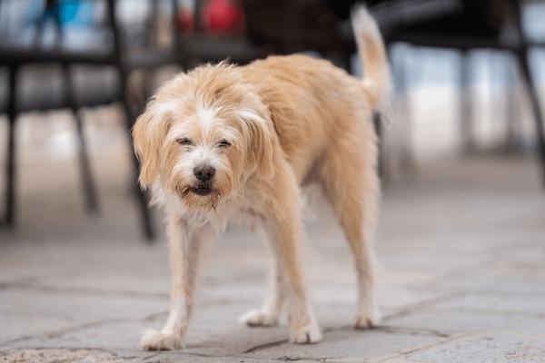 Smoushond hollandais