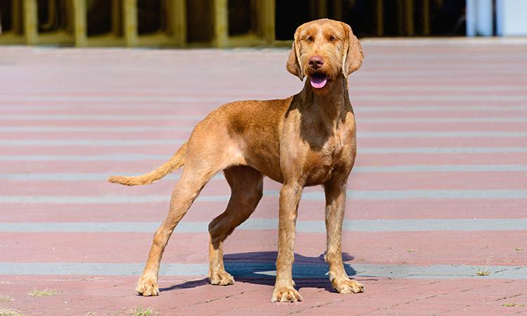 Drotzörü Magyar Vizsla