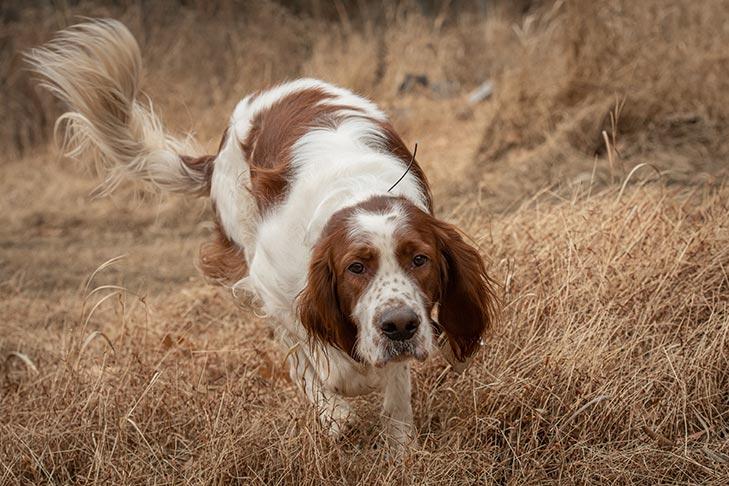 Setter Rouge et Blanc Irlandais
