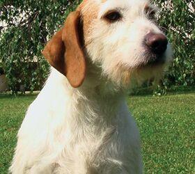 Istarski Ostrodlaki Gonic