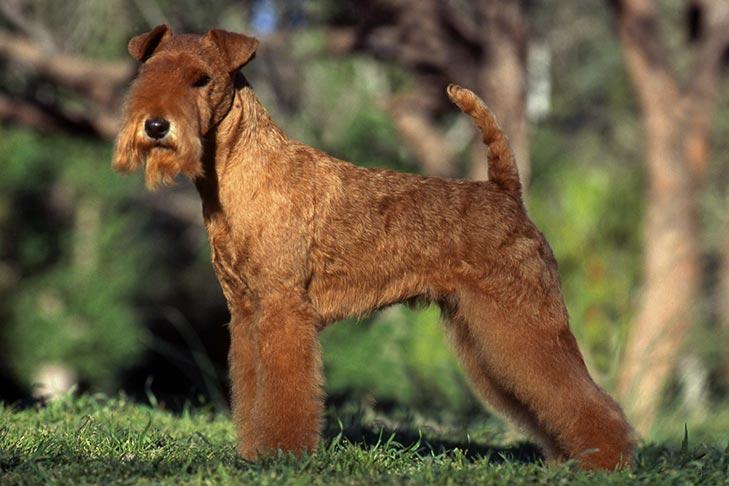 Lakeland Terrier