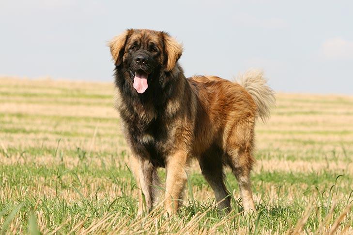 Leonberger