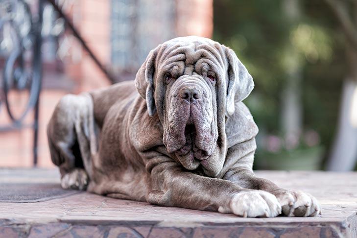 Mastiff
