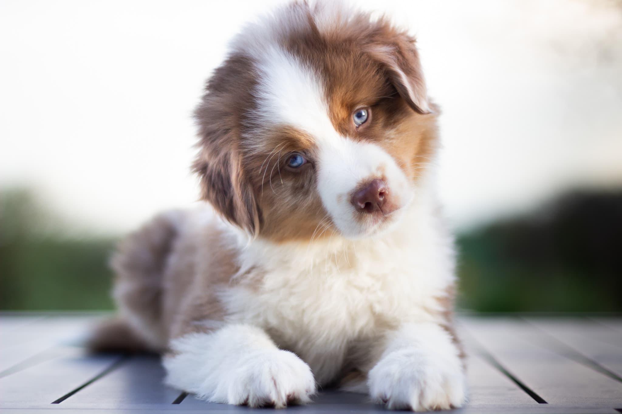 Berger Nord-Américain