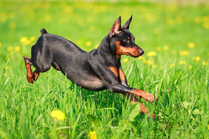 Pinscher miniature