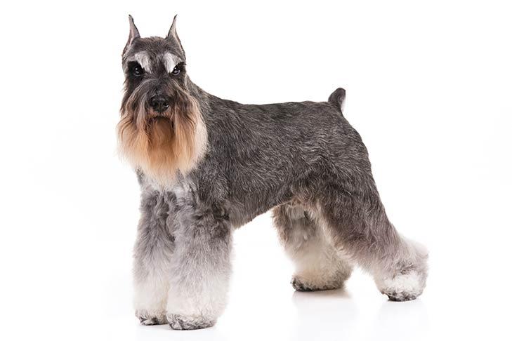 Schnauzer miniature