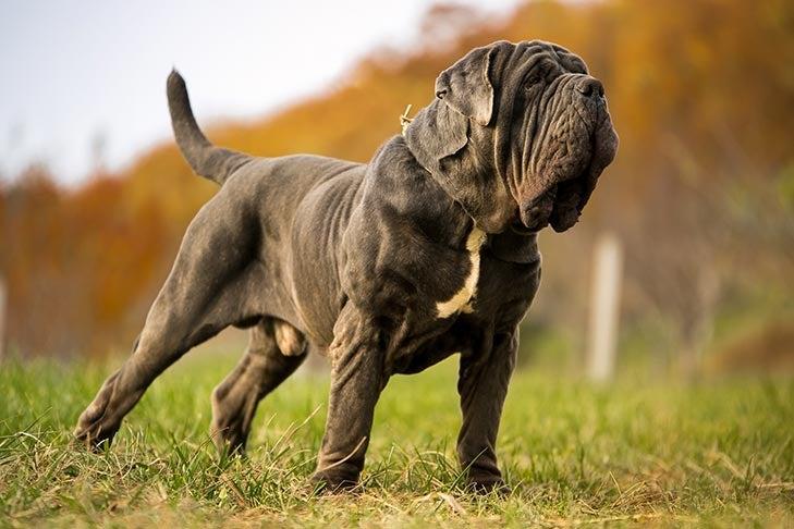 Mastiff napolitain