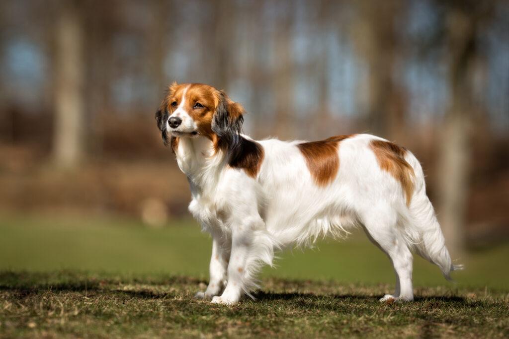 Spaniel Hollandais