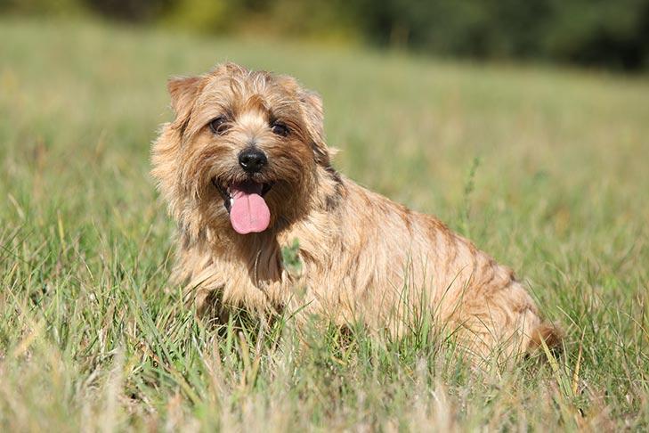Terrier de Norfolk