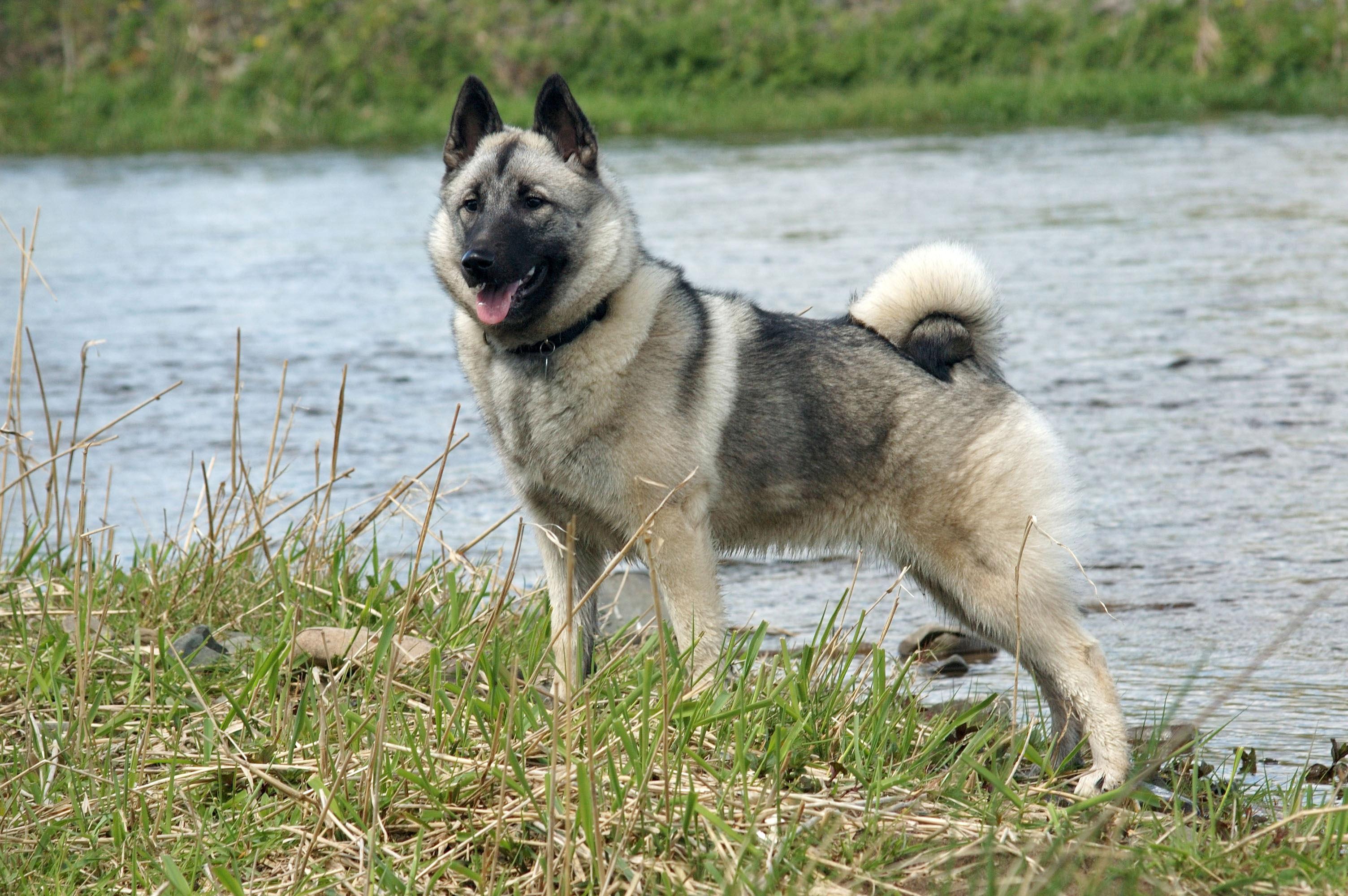 Elkhound Norvégien