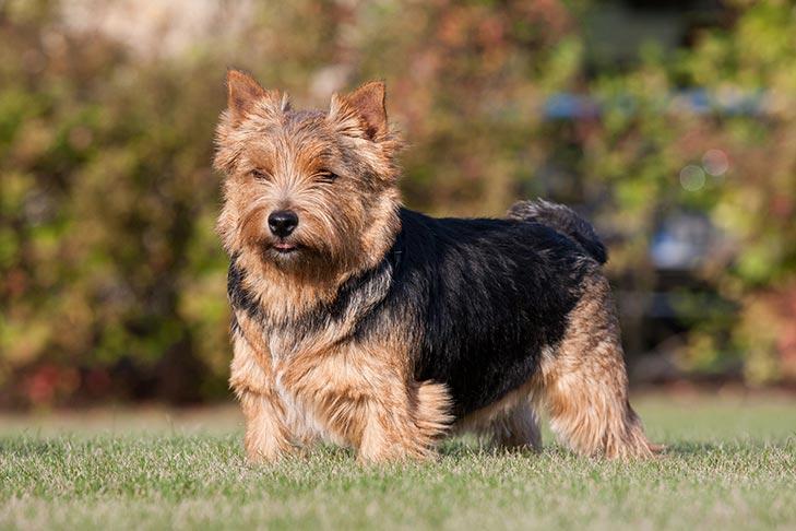 Norwich Terrier