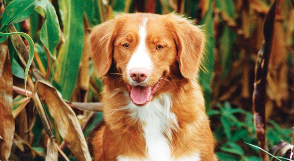 NOVA SCOTIA Duck Tolling Retriever