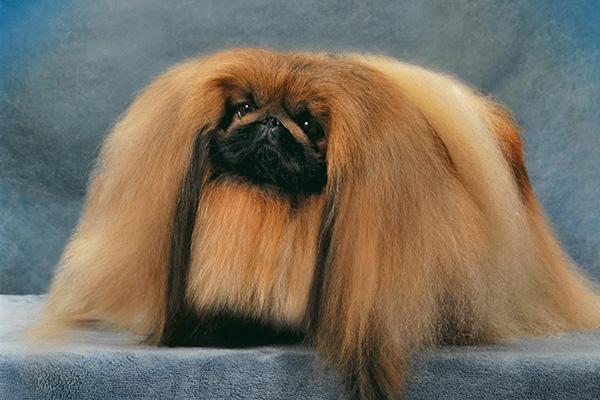 Pekingois