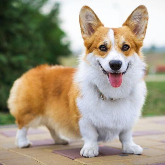 Pembroke Welsh Corgi
