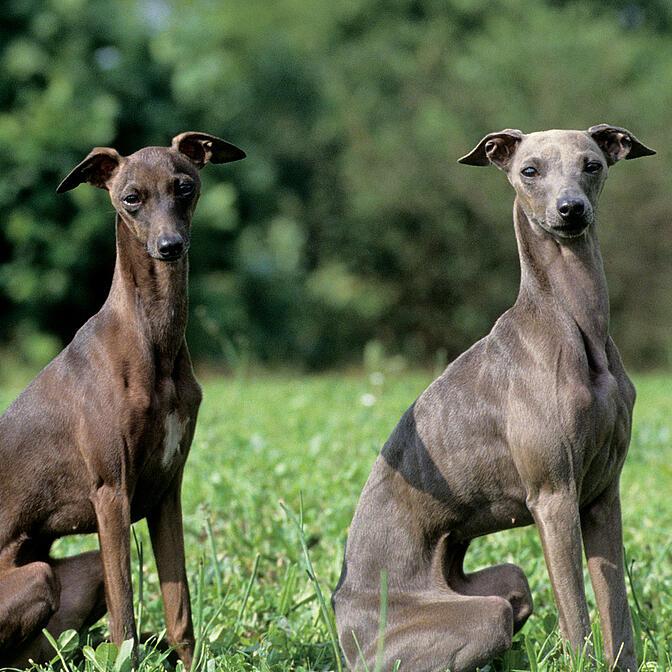 Petit Lévrier Italien