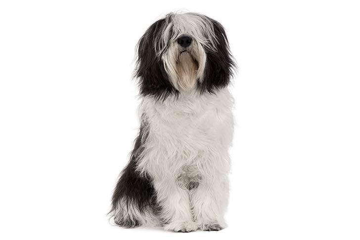 Basse de berger des plaines polonaises